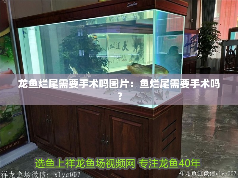 龍魚爛尾需要手術嗎圖片：魚爛尾需要手術嗎？ 龍魚爛尾需要手術嗎圖片：魚爛尾需要手術嗎？ 水族問答
