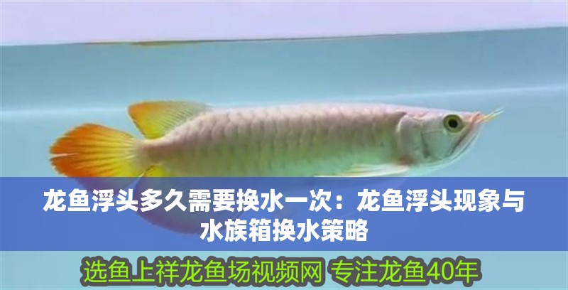 龍魚浮頭多久需要換水一次：龍魚浮頭現象與水族箱換水策略