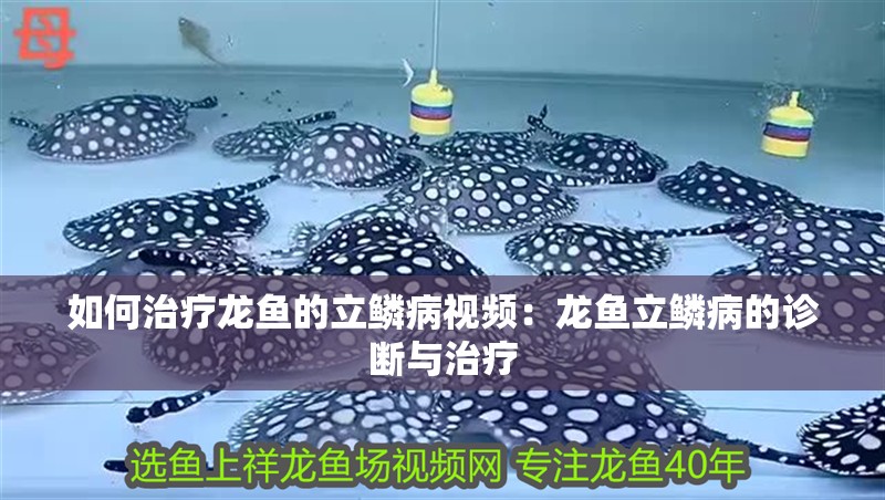如何治療龍魚的立鱗病視頻：龍魚立鱗病的診斷與治療