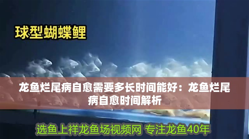 龍魚爛尾病自愈需要多長時間能好：龍魚爛尾病自愈時間解析