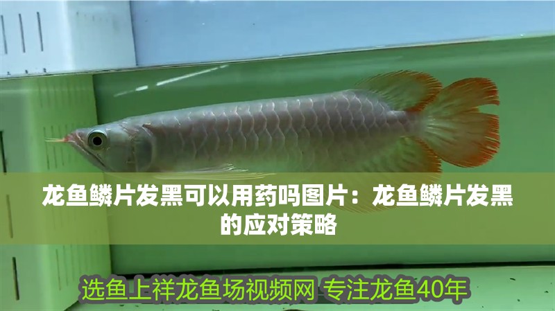 龍魚鱗片發黑可以用藥嗎圖片：龍魚鱗片發黑的應對策略