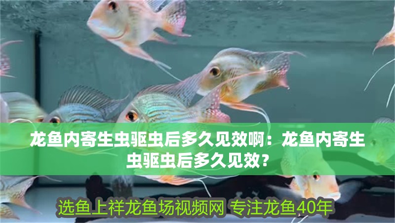 龍魚內(nèi)寄生蟲驅(qū)蟲后多久見(jiàn)效啊：龍魚內(nèi)寄生蟲驅(qū)蟲后多久見(jiàn)效？