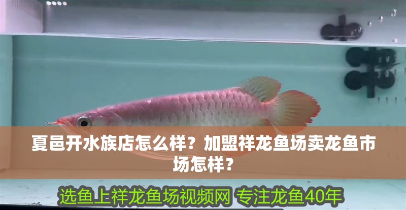 <strong><mark>夏邑</mark></strong>開水族店怎么樣？加盟祥龍魚場賣龍魚市場怎樣？