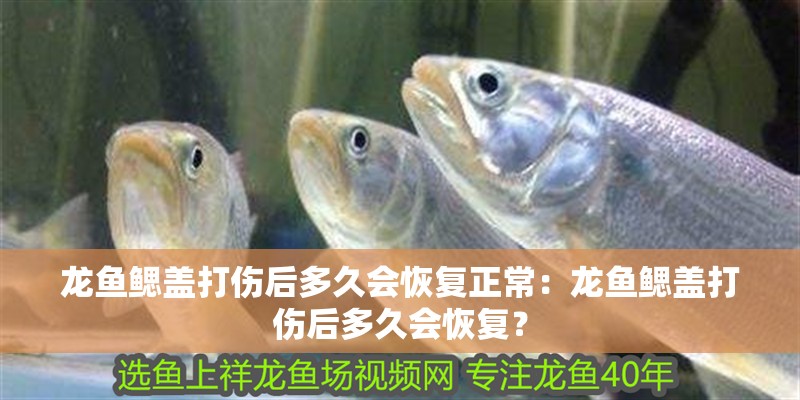 龍魚鰓蓋打傷后多久會恢復正常：龍魚鰓蓋打傷后多久會恢復？