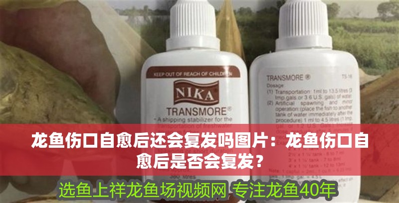 龍魚傷口自愈后還會復發嗎圖片：龍魚傷口自愈后是否會復發？