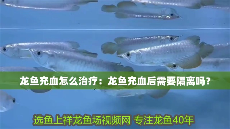龍魚充血怎么治療：龍魚充血后需要隔離嗎？
