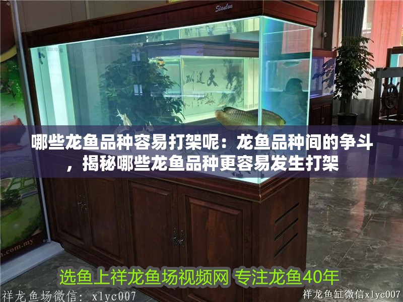 哪些龍魚品種容易打架呢：龍魚品種間的爭斗，揭秘哪些龍魚品種更容易發(fā)生打架