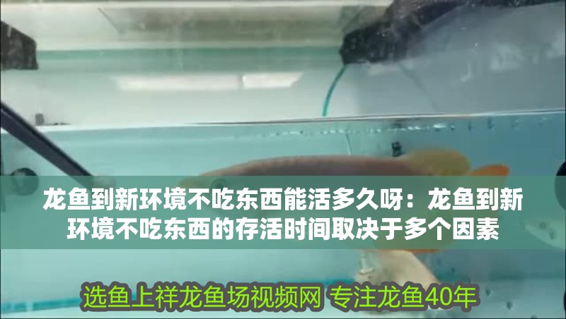 龍魚到新環(huán)境不吃東西能活多久呀：龍魚到新環(huán)境不吃東西的存活時(shí)間取決于多個(gè)因素