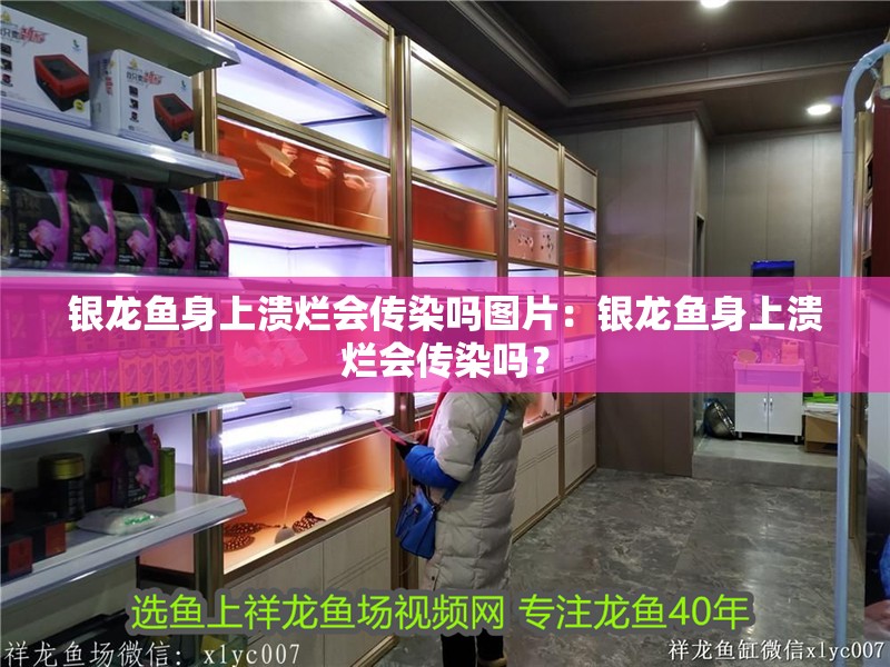 銀龍魚身上潰爛會(huì)傳染嗎圖片：銀龍魚身上潰爛會(huì)傳染嗎？