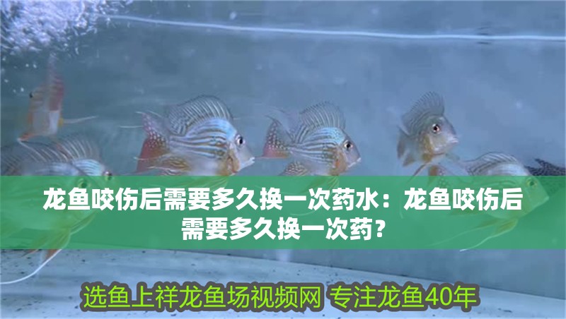 龍魚咬傷后需要多久換一次藥水：龍魚咬傷后需要多久換一次藥？