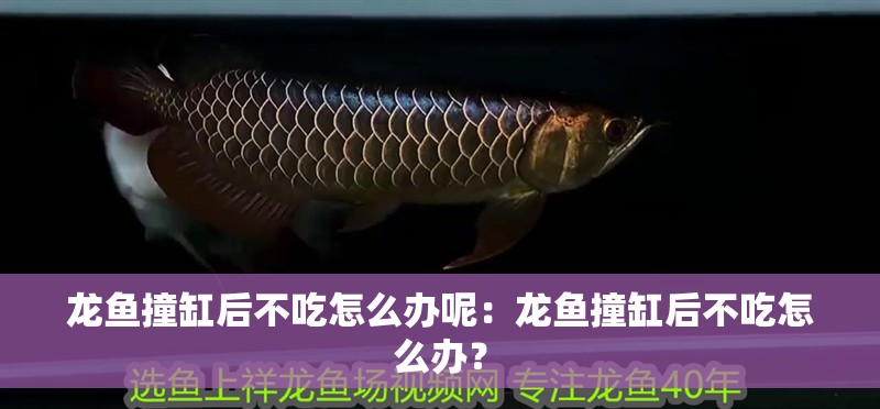 龍魚撞缸后不吃怎么辦呢：龍魚撞缸后不吃怎么辦？