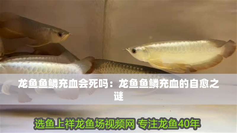 龍魚魚鱗充血會死嗎：龍魚魚鱗充血的自愈之謎