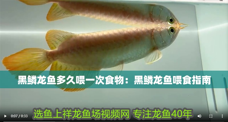 黑鱗龍魚多久喂一次食物：黑鱗龍魚喂食指南