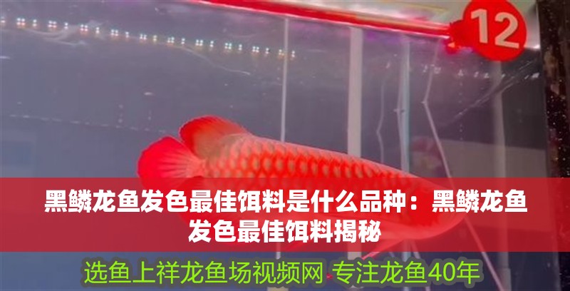 黑鱗龍魚發色最佳餌料是什么品種：黑鱗龍魚發色最佳餌料揭秘