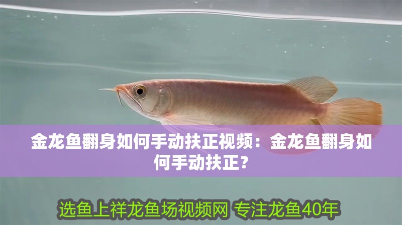 金龍魚翻身如何手動扶正視頻：金龍魚翻身如何手動扶正？
