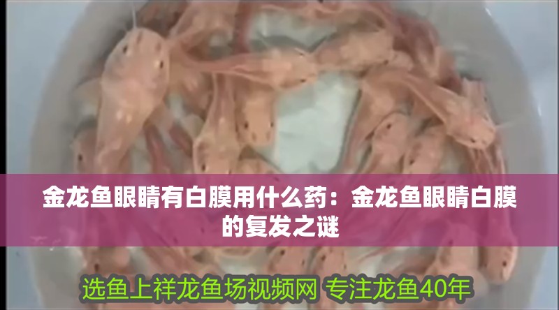 金龍魚眼睛有白膜用什么藥：金龍魚眼睛白膜的復(fù)發(fā)之謎