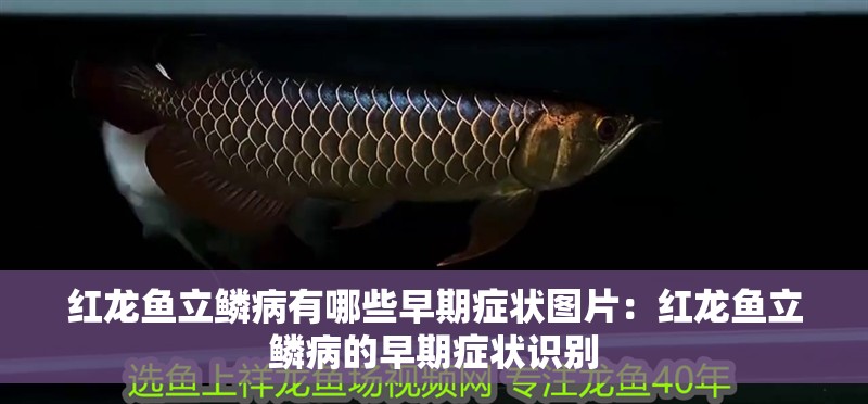 紅龍魚立鱗病有哪些早期癥狀圖片：紅龍魚立鱗病的早期癥狀識別