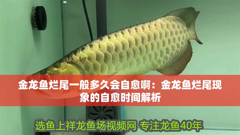金龍魚(yú)爛尾一般多久會(huì)自愈啊：金龍魚(yú)爛尾現(xiàn)象的自愈時(shí)間解析