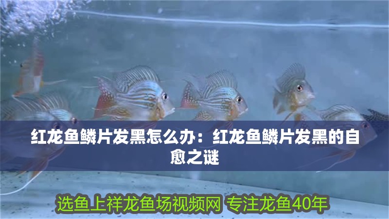 紅龍魚鱗片發黑怎么辦：紅龍魚鱗片發黑的自愈之謎