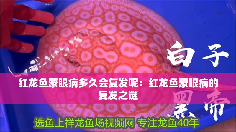 紅龍魚蒙眼病多久會復發呢：紅龍魚蒙眼病的復發之謎