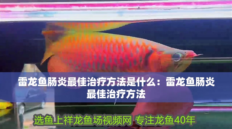 雷龍魚腸炎最佳治療方法是什么：雷龍魚腸炎最佳治療方法
