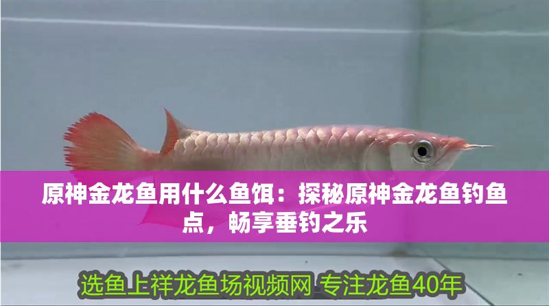 原神金龍魚用什么魚餌：探秘原神金龍魚釣魚點，暢享垂釣之樂