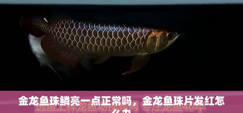 金龍魚(yú)珠鱗亮一點(diǎn)正常嗎，金龍魚(yú)珠片發(fā)紅怎么辦