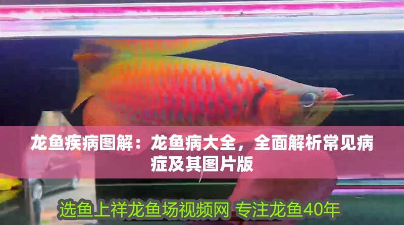 龍魚疾病圖解：龍魚病大全，全面解析常見病癥及其圖片版