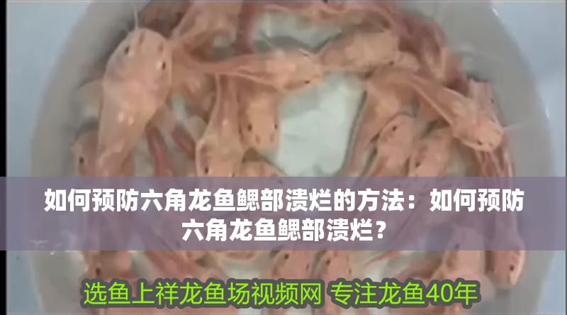 如何預(yù)防六角龍魚鰓部潰爛的方法：如何預(yù)防六角龍魚鰓部潰爛？