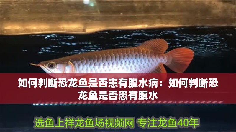 如何判斷恐龍魚是否患有腹水病：如何判斷恐龍魚是否患有腹水