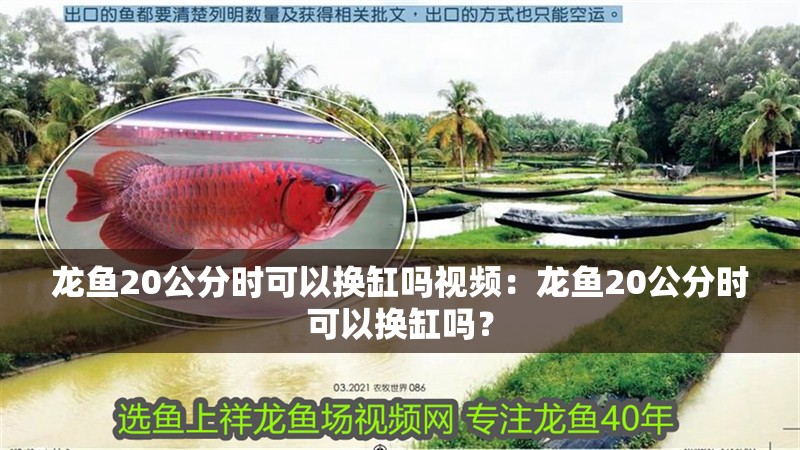 龍魚20公分時可以換缸嗎視頻：龍魚20公分時可以換缸嗎？