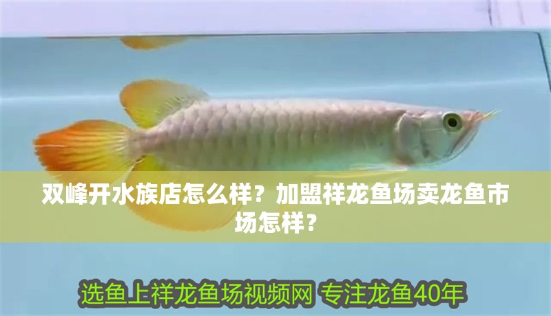 雙峰開水族店怎么樣？加盟祥龍魚場賣龍魚市場怎樣？