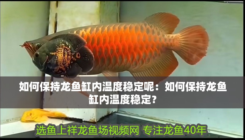 如何保持龍魚缸內(nèi)溫度穩(wěn)定呢：如何保持龍魚缸內(nèi)溫度穩(wěn)定？