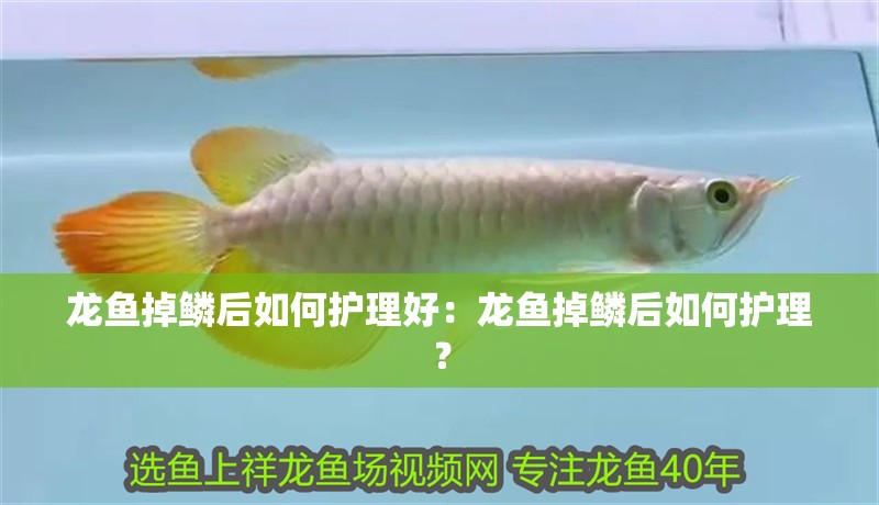 龍魚掉鱗后如何護理好：龍魚掉鱗后如何護理？