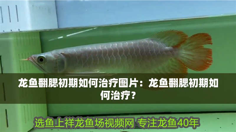 龍魚翻腮初期如何治療圖片：龍魚翻腮初期如何治療？