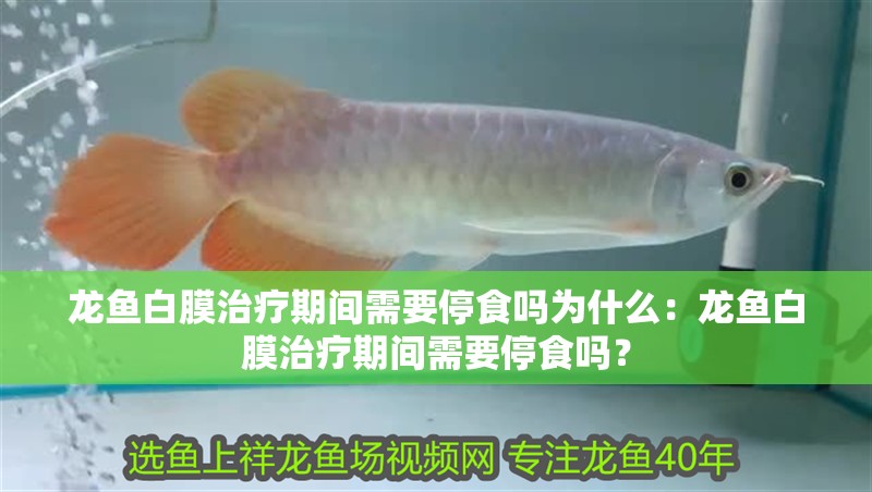 龍魚白膜治療期間需要停食嗎為什么：龍魚白膜治療期間需要停食嗎？
