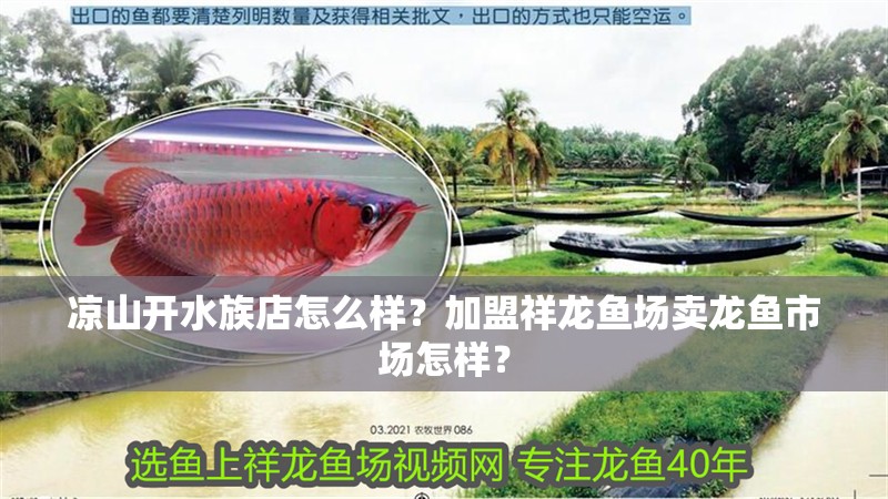 涼山開水族店怎么樣？加盟祥龍魚場賣龍魚市場怎樣？