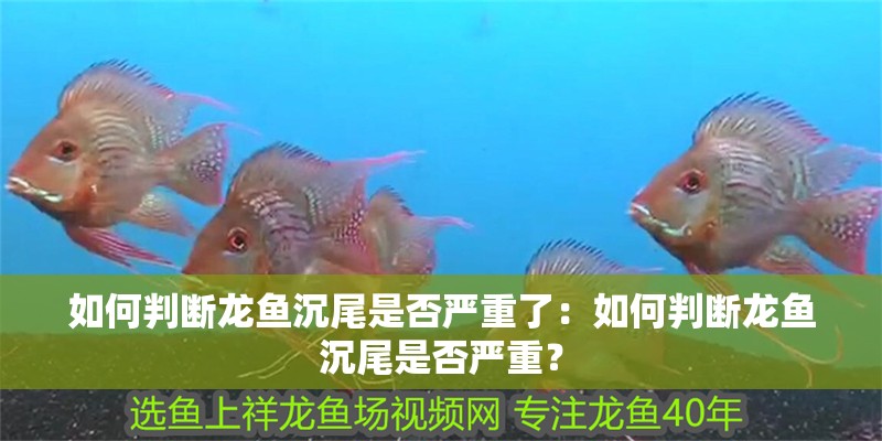 如何判斷龍魚沉尾是否嚴重了：如何判斷龍魚沉尾是否嚴重？