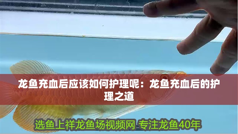 龍魚充血后應該如何護理呢：龍魚充血后的護理之道
