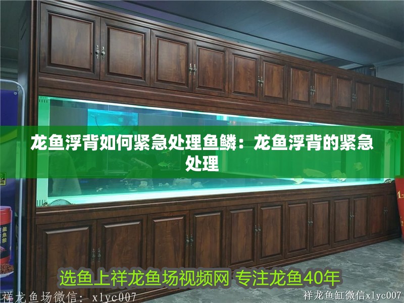 龍魚浮背如何緊急處理魚鱗：龍魚浮背的緊急處理