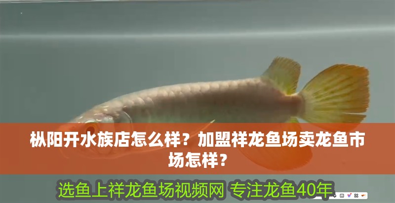 樅陽開水族店怎么樣？加盟祥龍魚場賣龍魚市場怎樣？