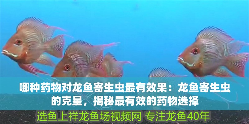 哪種藥物對(duì)龍魚(yú)寄生蟲(chóng)最有效果：龍魚(yú)寄生蟲(chóng)的克星，揭秘最有效的藥物選擇
