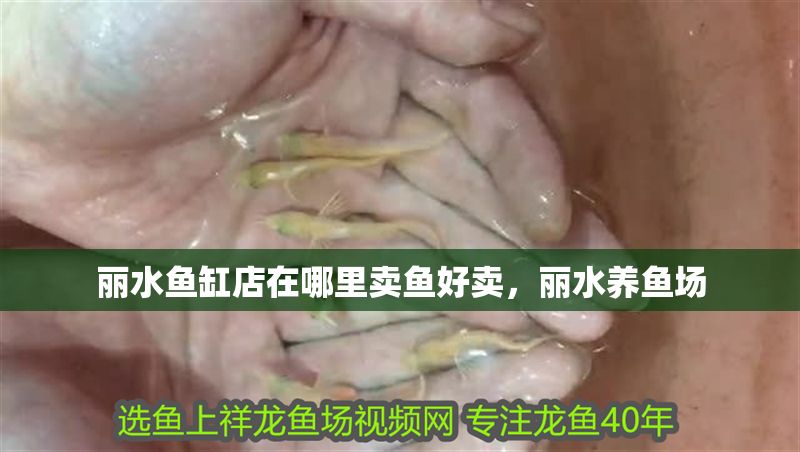 麗水魚缸店在哪里賣魚好賣，麗水養魚場