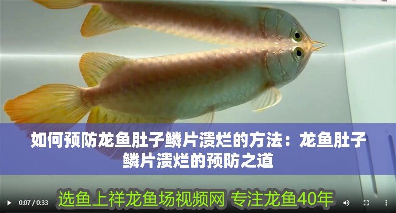 如何預防龍魚肚子鱗片潰爛的方法：龍魚肚子鱗片潰爛的預防之道