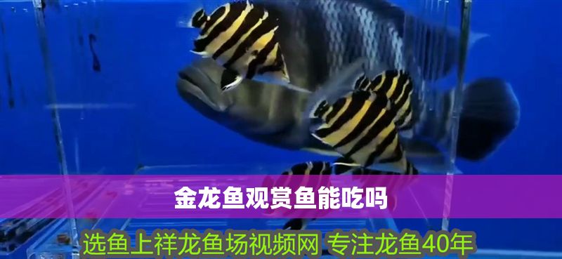 金龍魚觀賞魚能吃嗎