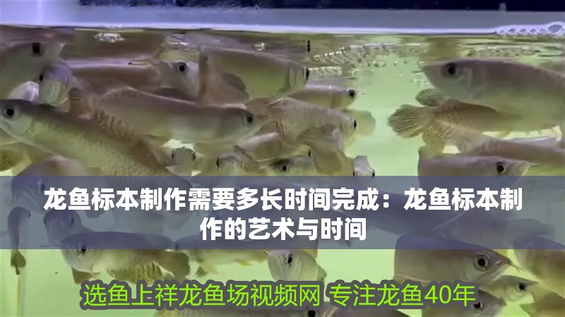 龍魚標(biāo)本制作需要多長時間完成：龍魚標(biāo)本制作的藝術(shù)與時間