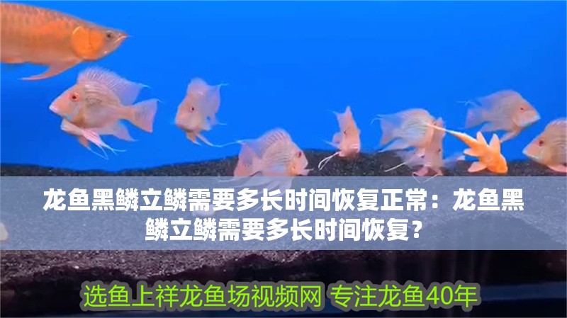 龍魚黑鱗立鱗需要多長時間恢復正常：龍魚黑鱗立鱗需要多長時間恢復？