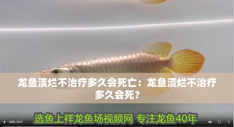 龍魚潰爛不治療多久會死亡：龍魚潰爛不治療多久會死？