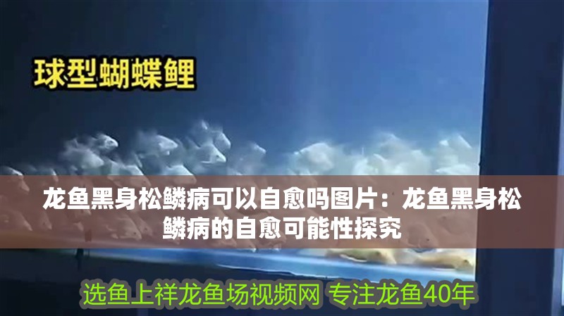 龍魚黑身松鱗病可以自愈嗎圖片：龍魚黑身松鱗病的自愈可能性探究