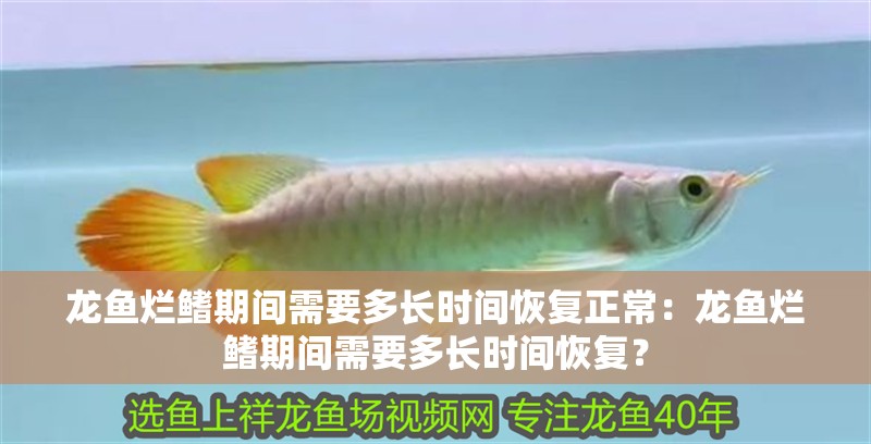 龍魚(yú)爛鰭期間需要多長(zhǎng)時(shí)間恢復(fù)正常：龍魚(yú)爛鰭期間需要多長(zhǎng)時(shí)間恢復(fù)？